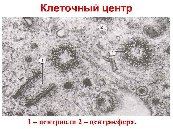  Клеточный центр 1 – центриоли 2 – центросфера. 