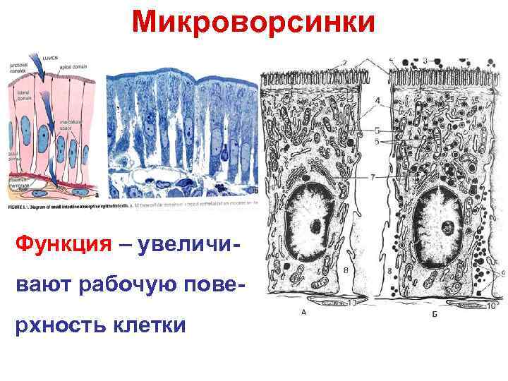  Микроворсинки Функция – увеличи- вают рабочую пове- рхность клетки 