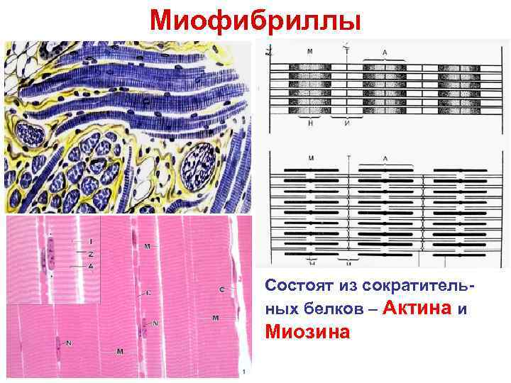 Миофибриллы Состоят из сократитель- ных белков – Актина и Миозина 