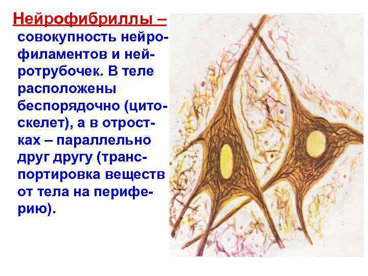 Нейрофибриллы – совокупность нейро- филаментов и ней- ротрубочек. В теле расположены беспорядочно (цито- скелет),