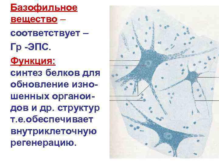 Базофильное вещество – соответствует – Гр -ЭПС. Функция: синтез белков для обновление изно- шенных