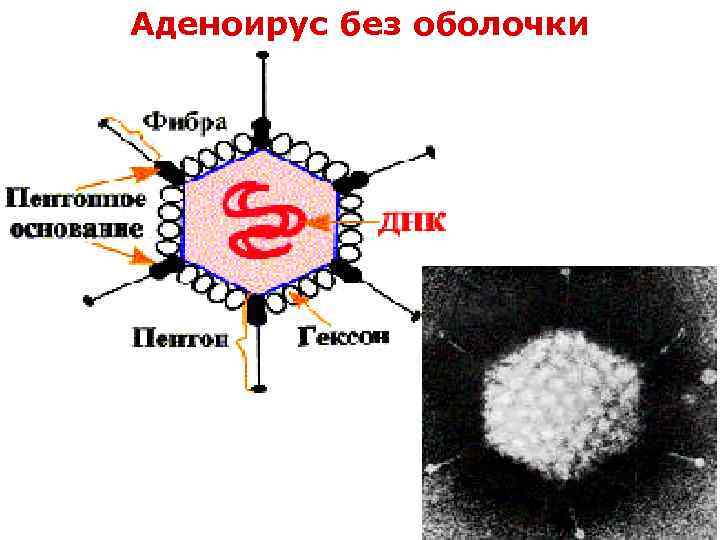 Аденоирус без оболочки 