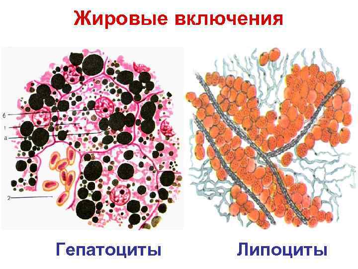  Жировые включения Гепатоциты Липоциты 