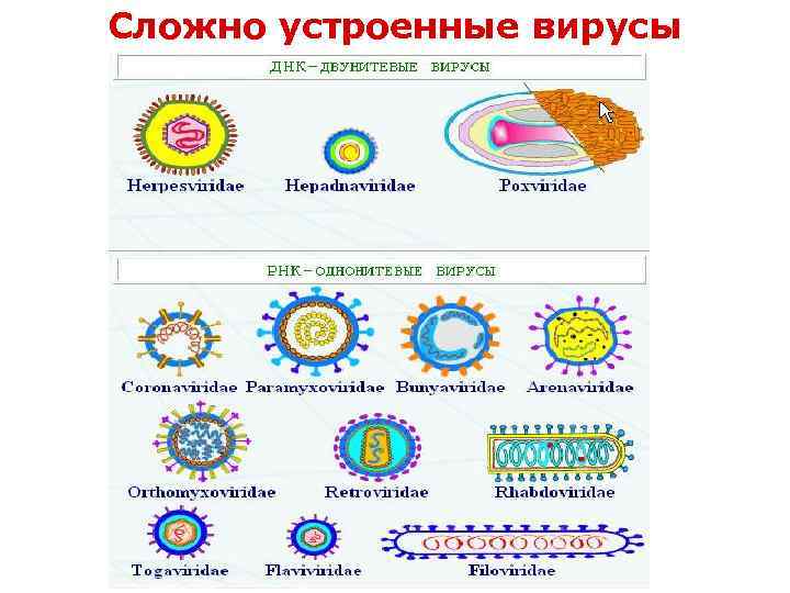 Сложно устроенные вирусы 