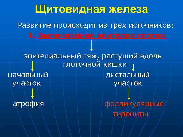  Щитовидная железа Развитие происходит из трех источников: 1. Выпячивание эпителия глотки эпителиальный тяж,