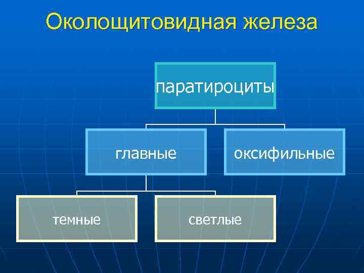 Околощитовидная железа паратироциты главные оксифильные темные светлые 