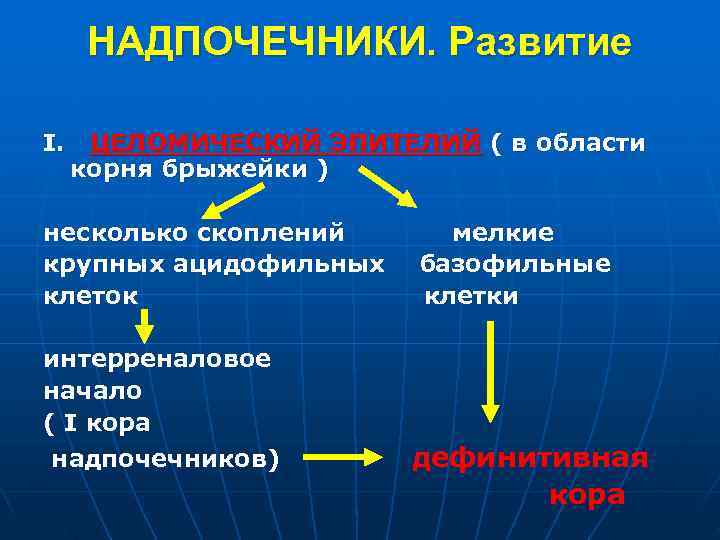  НАДПОЧЕЧНИКИ. Развитие I. ЦЕЛОМИЧЕСКИЙ ЭПИТЕЛИЙ ( в области корня брыжейки ) несколько скоплений