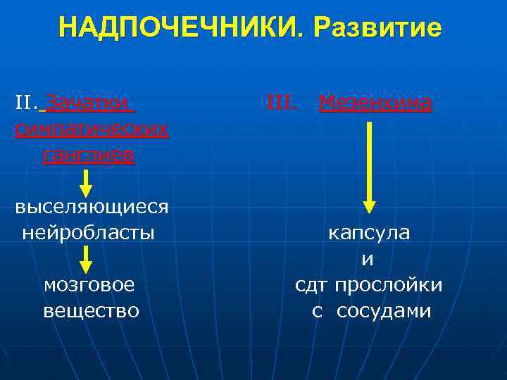  НАДПОЧЕЧНИКИ. Развитие II. Зачатки III. Мезенхима симпатических ганглиев выселяющиеся нейробласты капсула и мозговое