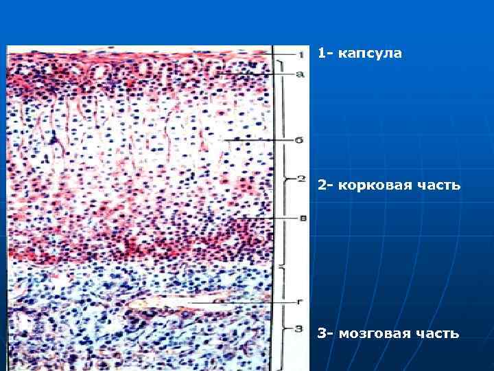 1 - капсула 2 - корковая часть 3 - мозговая часть 