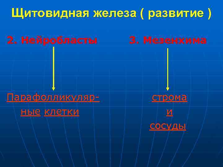 Щитовидная железа ( развитие ) 2. Нейробласты 3. Мезенхима Парафолликуляр- строма ные клетки и