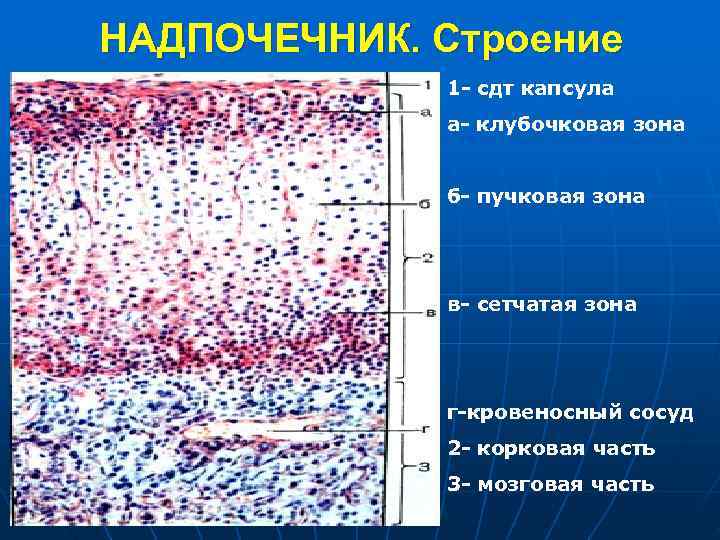 НАДПОЧЕЧНИК. Строение 1 - сдт капсула а- клубочковая зона б- пучковая зона в- сетчатая