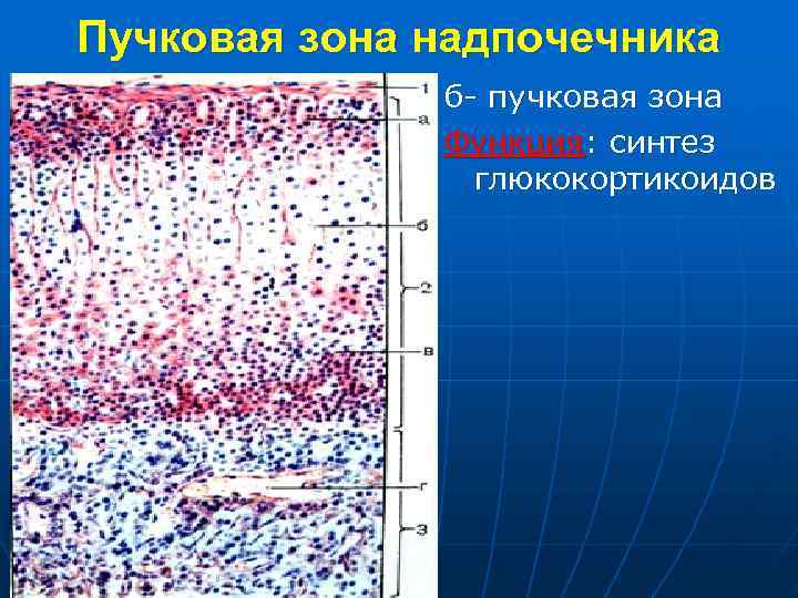 Пучковая зона надпочечника б- пучковая зона Функция: синтез глюкокортикоидов 