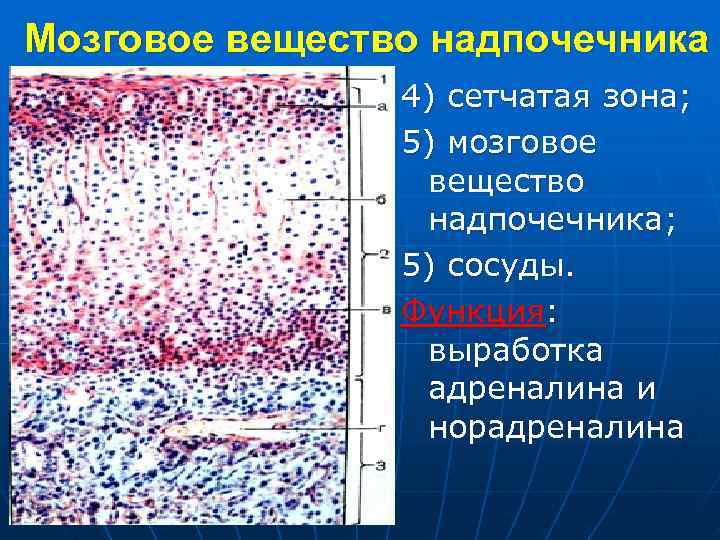 Мозговое вещество надпочечника 4) сетчатая зона; 5) мозговое вещество надпочечника; 5) сосуды. Функция: выработка