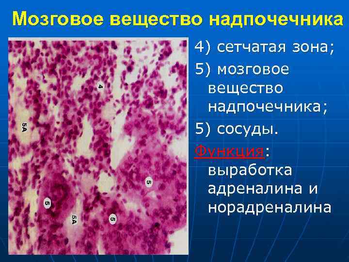 Мозговое вещество надпочечника 4) сетчатая зона; 5) мозговое вещество надпочечника; 5) сосуды. Функция: выработка