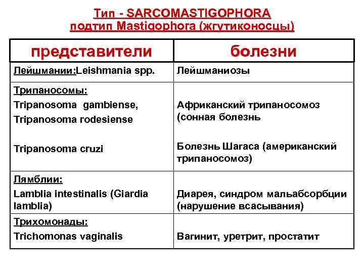  Тип - SARCOMASTIGOPHORA подтип Mastigophora (жгутиконосцы) представители болезни Лейшмании: Leishmania spp. Лейшманиозы Трипаносомы: