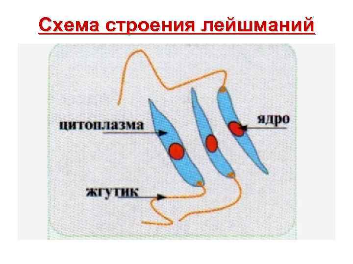 Cхема строения лейшманий 