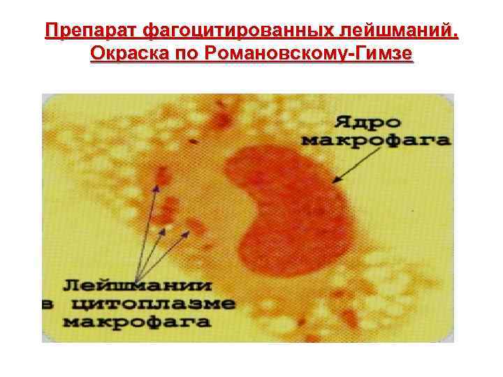 Препарат фагоцитированных лейшманий. Окраска по Романовскому-Гимзе 