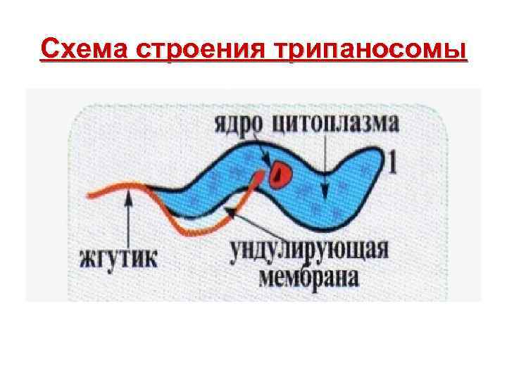 Схема строения трипаносомы 