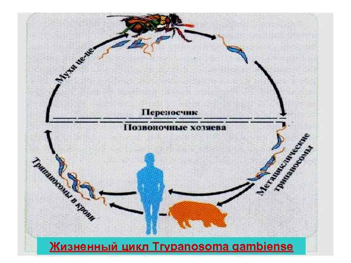 Жизненный цикл Trypanosoma gambiense 