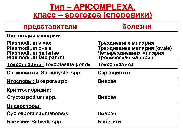  Тип – APICOMPLEXA, класс – sporozoa (споровики) представители болезни Плазмодии малярии: Plasmodium vivax