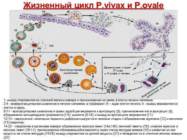  Жизненный цикл P. vivax и P. ovale 1 - выход спорозоитов из слюнной