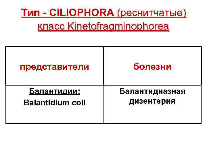 Тип - CILIOPHORA (реснитчатые) класс Kinetofragminophorea представители болезни Балантидии: Балантидиазная Balantidium coli дизентерия 