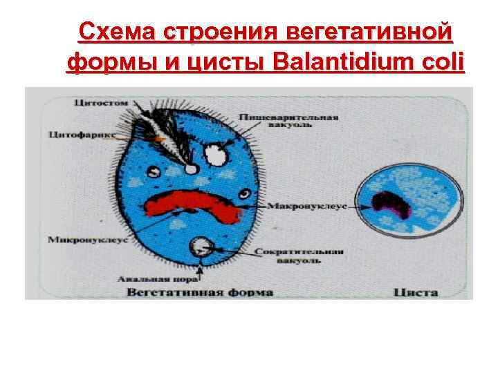  Схема строения вегетативной формы и цисты Balantidium coli 