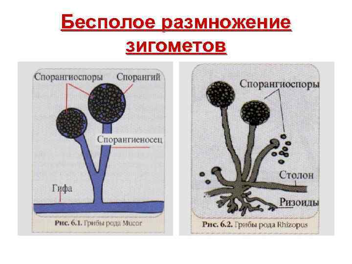 Бесполое размножение зигометов 