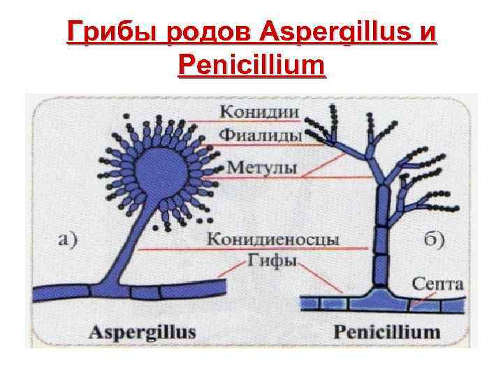 Грибы родов Aspergillus и Penicillium 