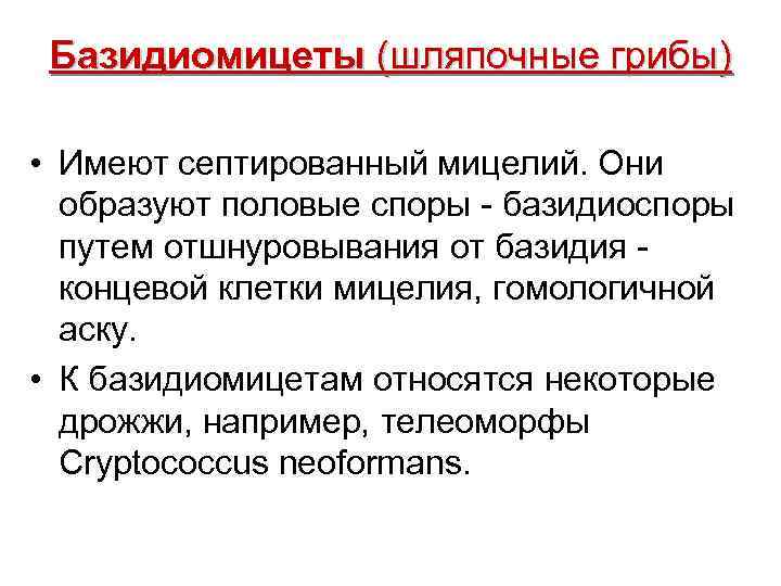  Базидиомицеты (шляпочные грибы) • Имеют септированный мицелий. Они образуют половые споры - базидиоспоры