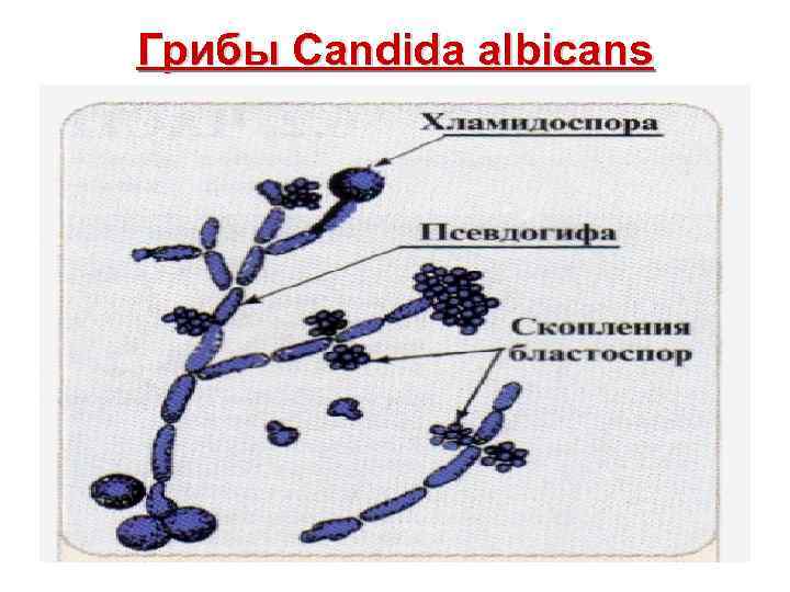 Грибы Candida albicans 