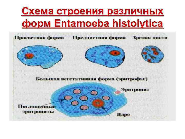 Схема строения различных форм Entamoeba histolytica 