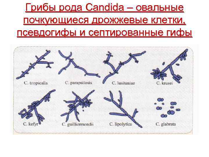  Грибы рода Candida – овальные почкующиеся дрожжевые клетки, псевдогифы и септированные гифы 