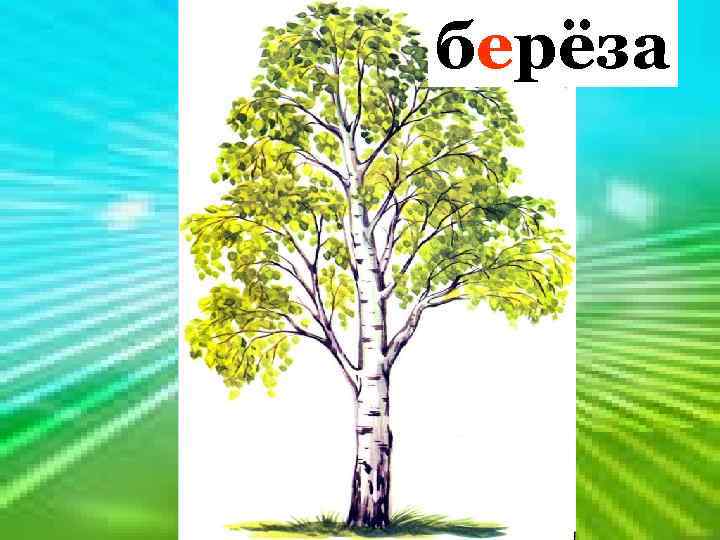  берёза Клейкие почки, Зелёные листочки, С белой корой Стоит под горой. 