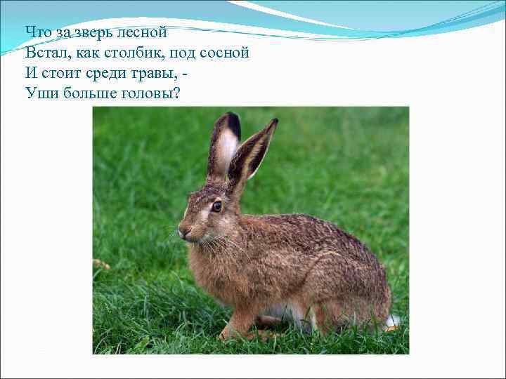 Что за зверь лесной Встал, как столбик, под сосной И стоит среди травы, -