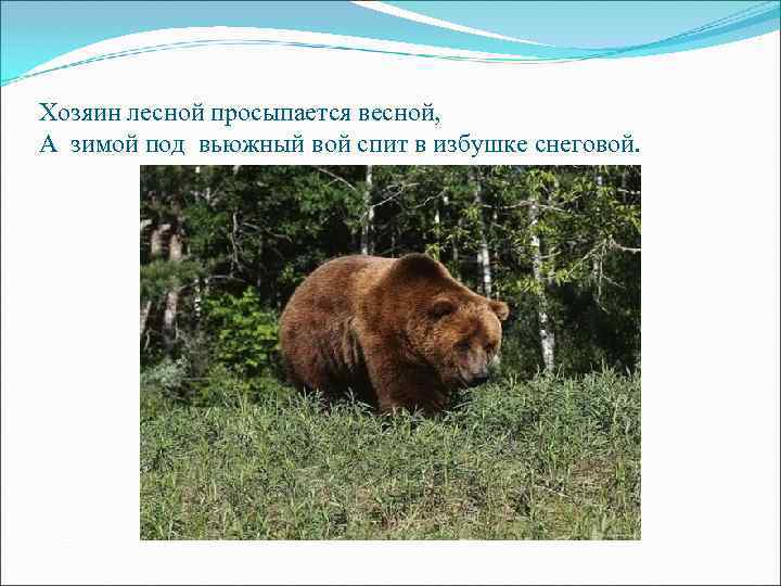 Хозяин лесной просыпается весной, А зимой под вьюжный вой спит в избушке снеговой. 