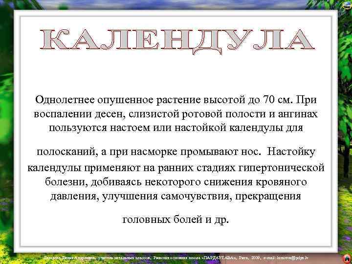  Однолетнее опушенное растение высотой до 70 см. При воспалении десен, слизистой ротовой полости