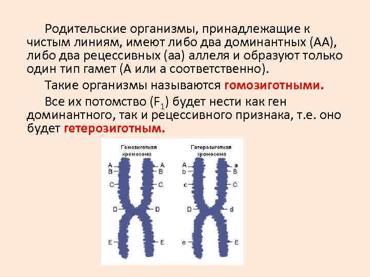 Родительские организмы, принадлежащие к чистым линиям, имеют либо два доминантных (АА), Родительские организмы, принадлежащие к чистым линиям, имеют либо два доминантных (АА),