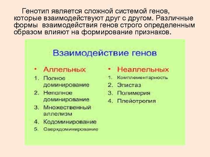 Генотип является сложной системой генов, которые взаимодействуют друг с другом. Различные формы взаимодействия Генотип является сложной системой генов, которые взаимодействуют друг с другом. Различные формы взаимодействия