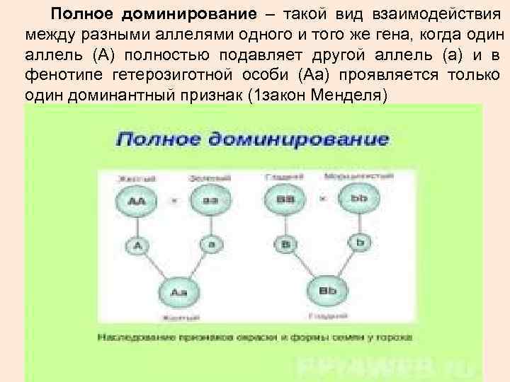 Полное доминирование – такой вид взаимодействия между разными аллелями одного и того Полное доминирование – такой вид взаимодействия между разными аллелями одного и того