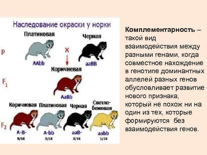 Комплементарность неполное доминирование