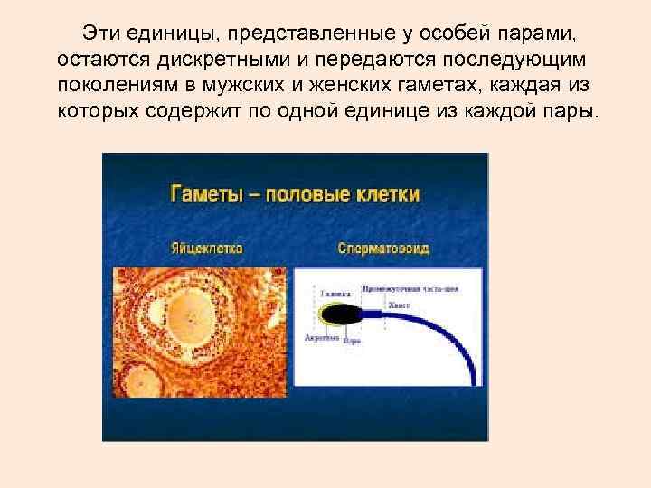 Эти единицы, представленные у особей парами, остаются дискретными и передаются последующим поколениям в Эти единицы, представленные у особей парами, остаются дискретными и передаются последующим поколениям в