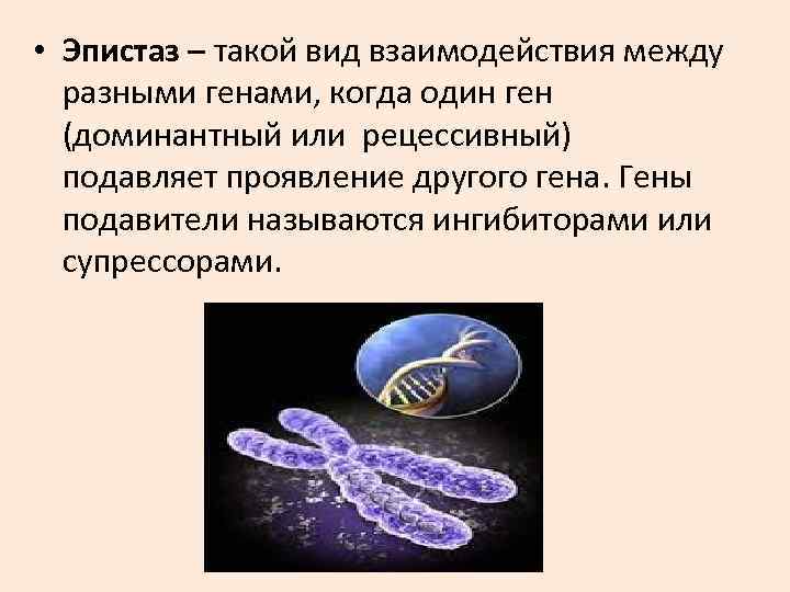 • Эпистаз – такой вид взаимодействия между разными генами, когда один ген • Эпистаз – такой вид взаимодействия между разными генами, когда один ген