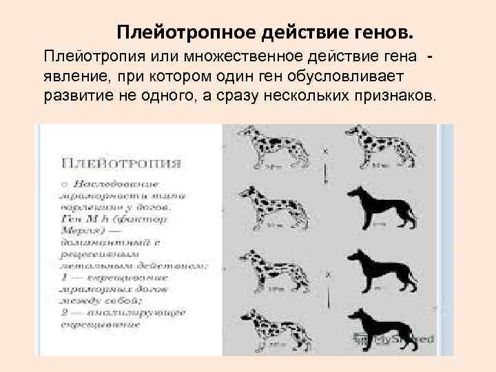 Плейотропное действие гена