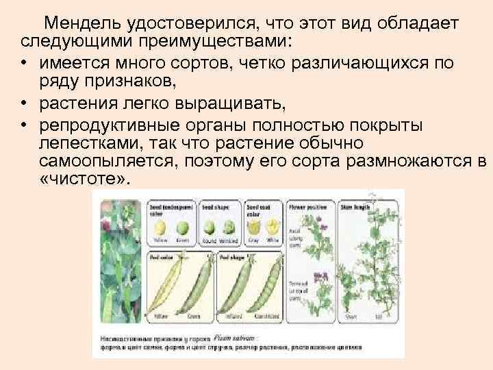 Мендель удостоверился, что этот вид обладает следующими преимуществами: • имеется много Мендель удостоверился, что этот вид обладает следующими преимуществами: • имеется много