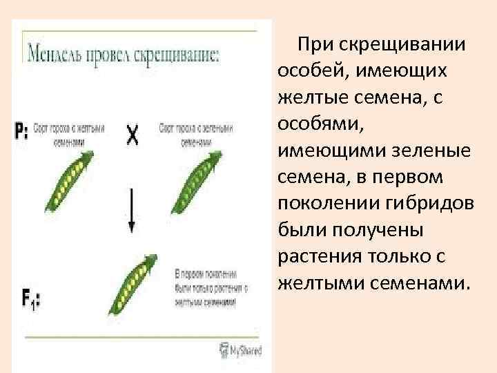 При скрещивании особей, имеющих желтые семена, с особями, имеющими зеленые семена, в При скрещивании особей, имеющих желтые семена, с особями, имеющими зеленые семена, в