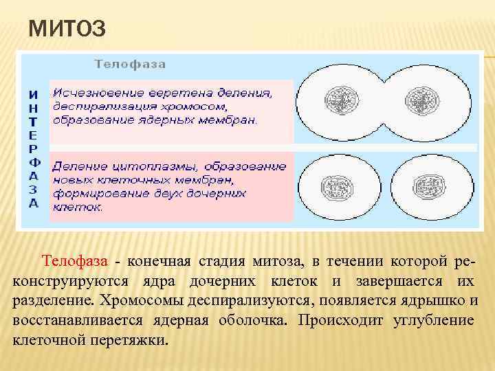 Телофаза митоза