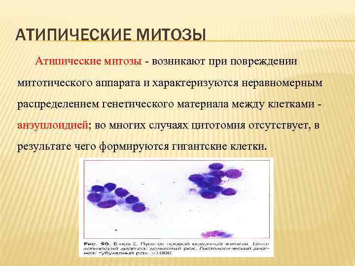 В процессе амитоза происходит неравномерное распределение. Атипические митозы. Атипические митозы характерны для. Фигуры патологических митозов.