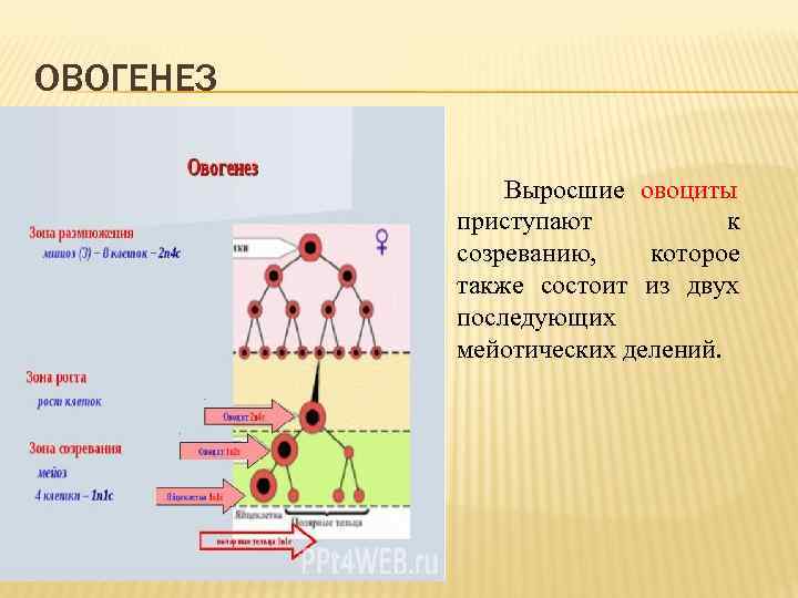 Овогенез животных описание. Зона размножения овогенеза. Зона роста овогенеза. Зона созревания овогенеза. Зоны размножения роста созревания.