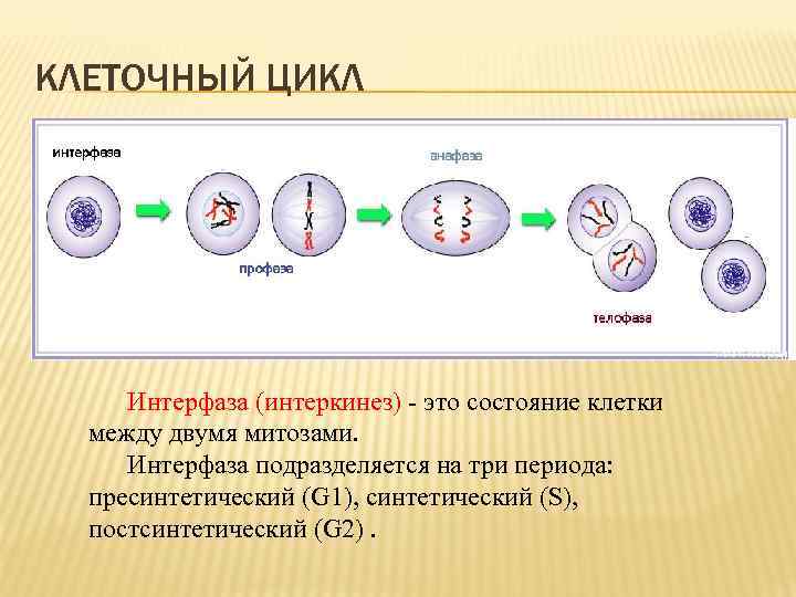 КЛЕТОЧНЫЙ ЦИКЛ Интерфаза (интеркинез) это состояние клетки между двумя митозами. Интерфаза подразделяется на три